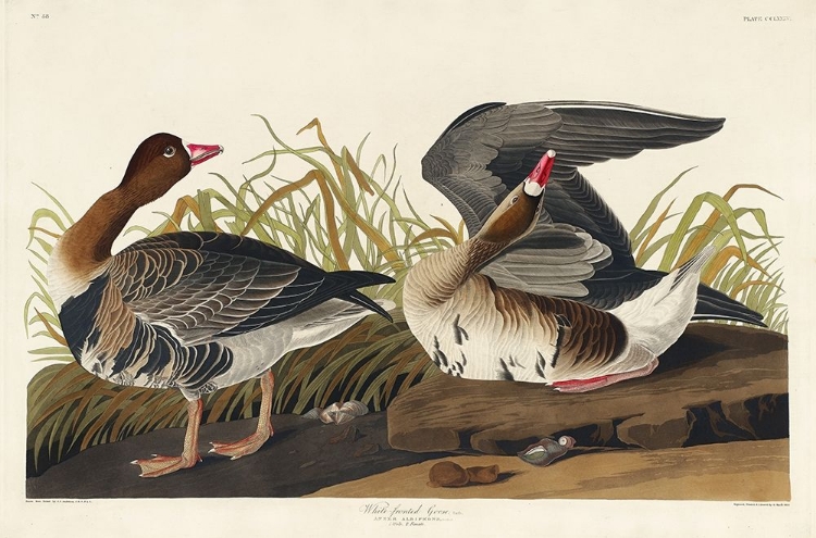 Picture of WHITE-FRONTED GOOSE