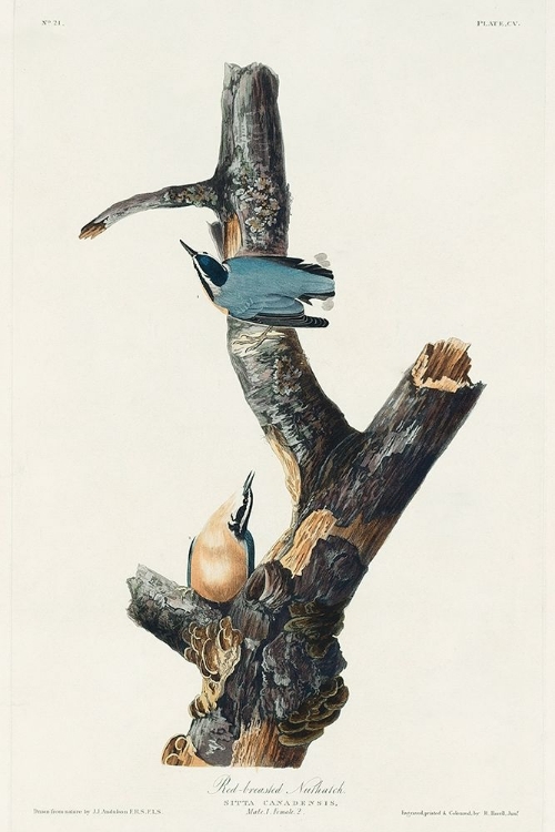 Picture of RED-BREASTED NUTHATCH