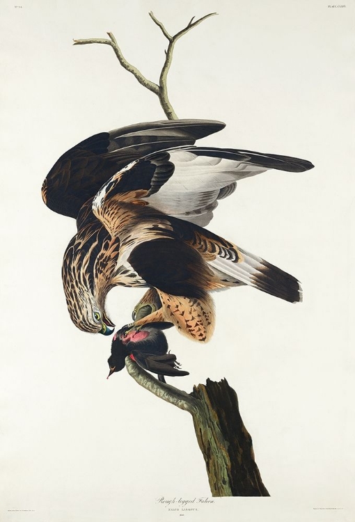 Picture of ROUGH-LEGGED FALCON