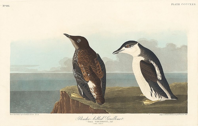 Picture of SLENDER-BILLED GUILLEMOT