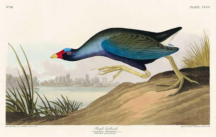 Picture of PURPLE GALLINULE