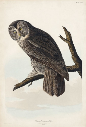 Picture of GREAT CINEREOUS OWL