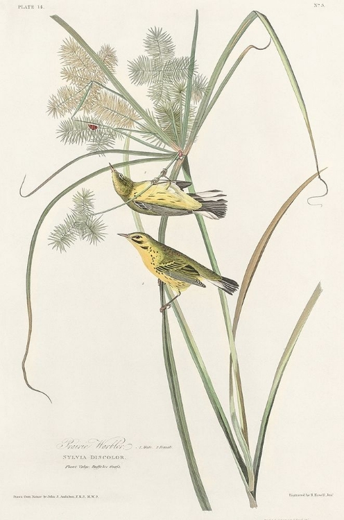 Picture of PRAIRIE WARBLER