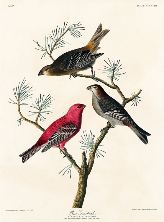 Picture of PINE GROSBEAK