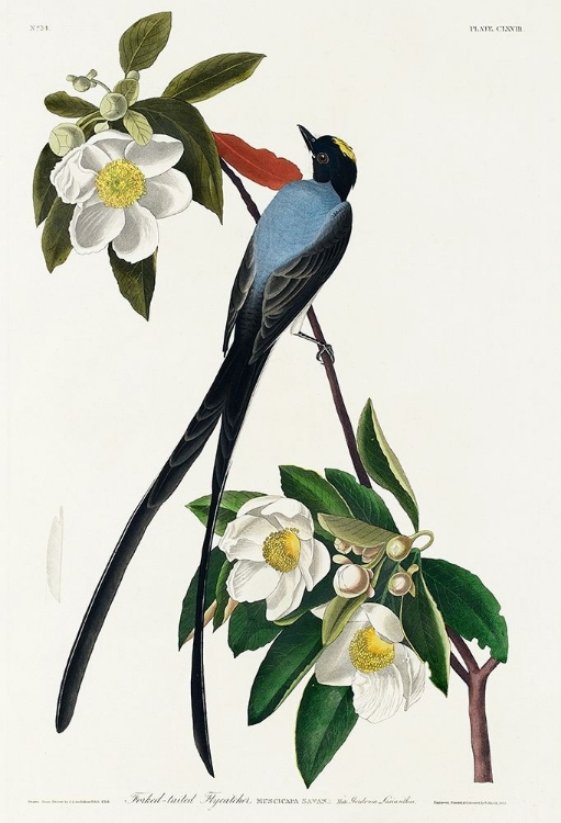 Picture of FORK-TAILED FLYCATCHER