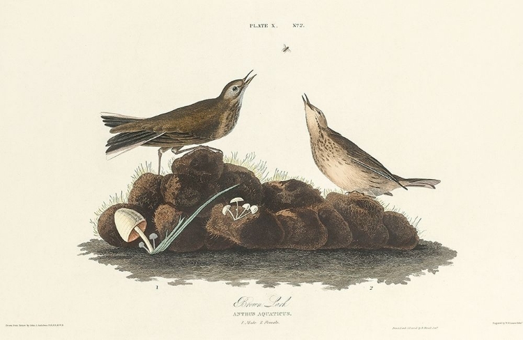 Picture of BROWN LARK