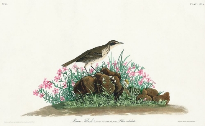 Picture of PRAIRIE TITLARK