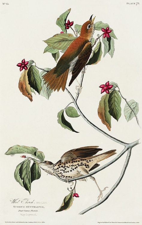 Picture of WOOD THRUSH