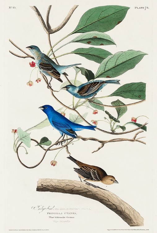 Picture of INDIGO BIRD