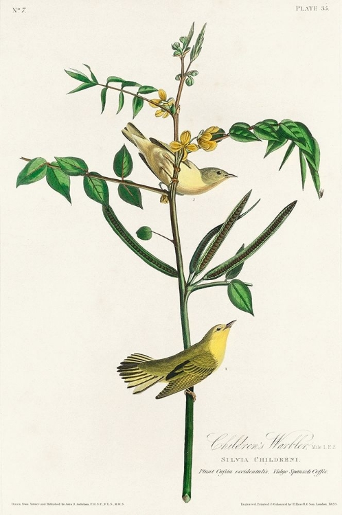 Picture of CHILDRENS WARBLER