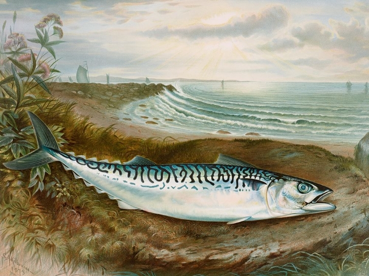 Picture of MACKEREL FISH