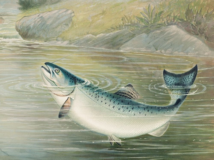 Picture of THE CALIFORNIA SALMON