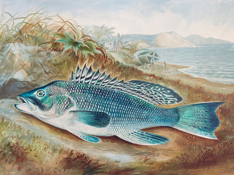 Picture of THE SEA BASS