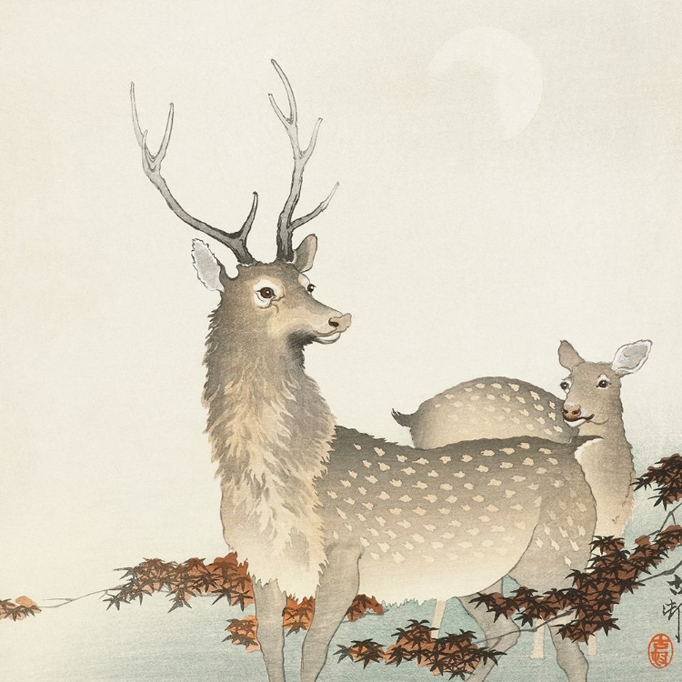 Picture of COUPLE OF DEERS