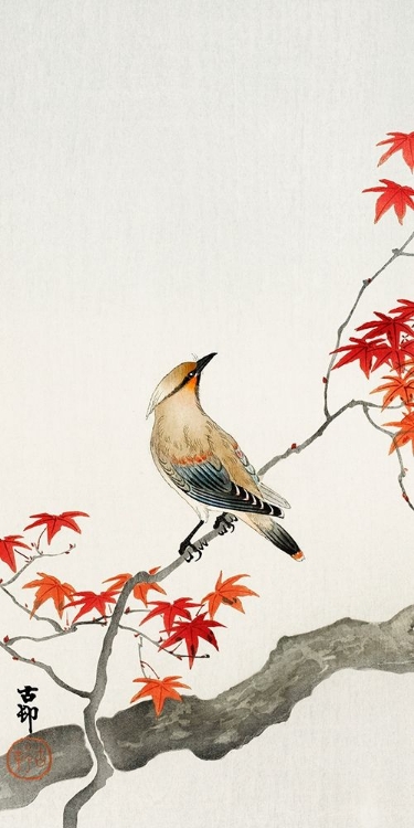 Picture of JAPANESE PLAGUE BIRD ON MAPLE