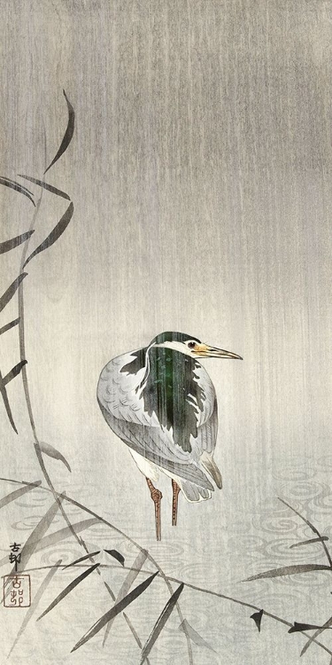 Picture of KWAK IN RAIN