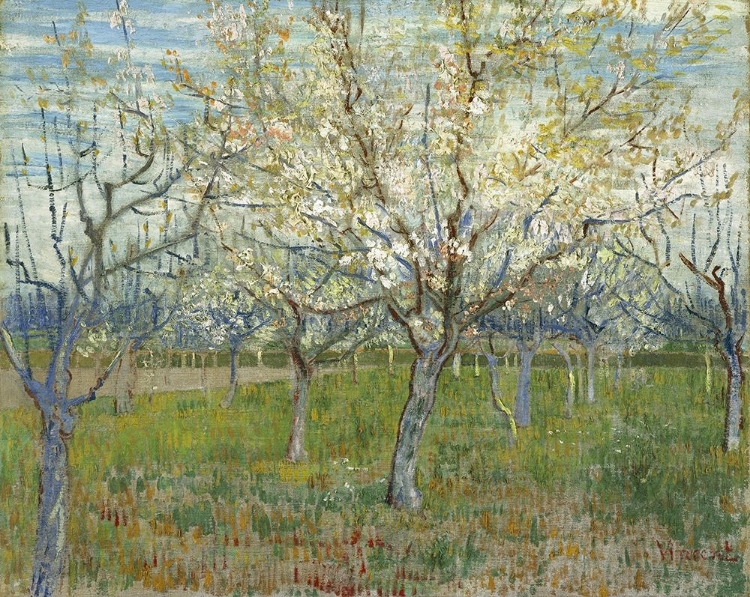 Picture of ORCHARD WITH BLOOMING APRICOT TREES