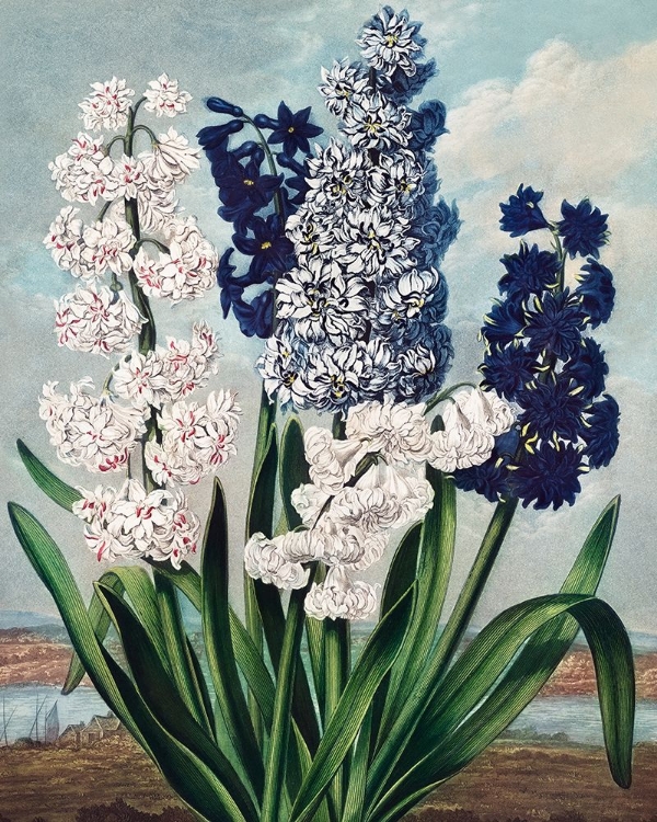 Picture of HYACINTHS FROM THE TEMPLE OF FLORA