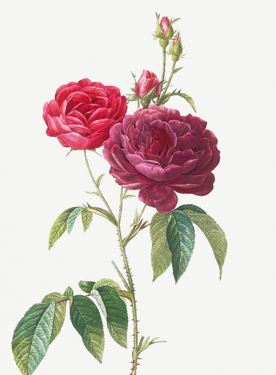 Picture of PURPLE FRENCH ROSE, ROSA GALLICA PURPURO VIOLACEA MAGNA