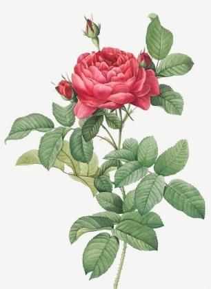 Picture of ROSA GALLICA PONTIANA, BRIDGE ROSE