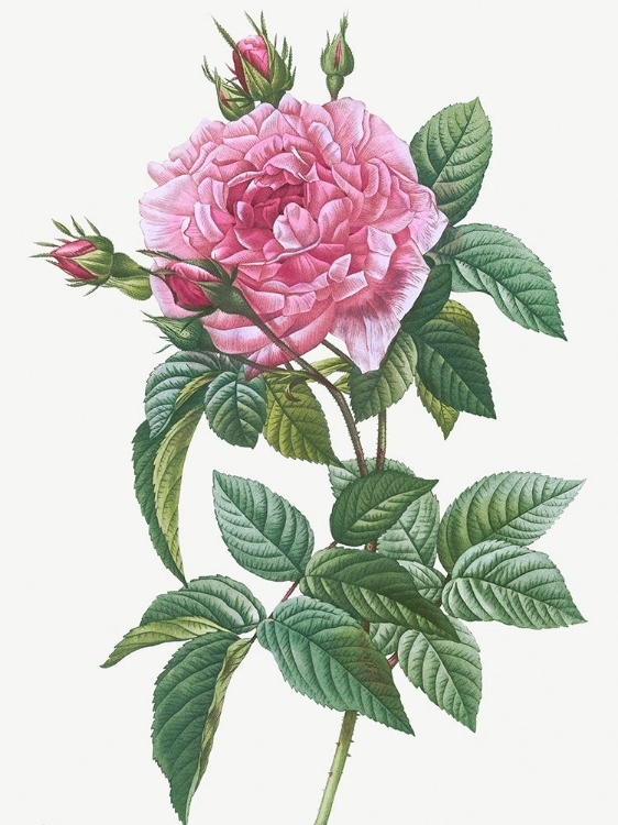 Picture of GALLIC ROSE, ROSA GALLICA REGALIS