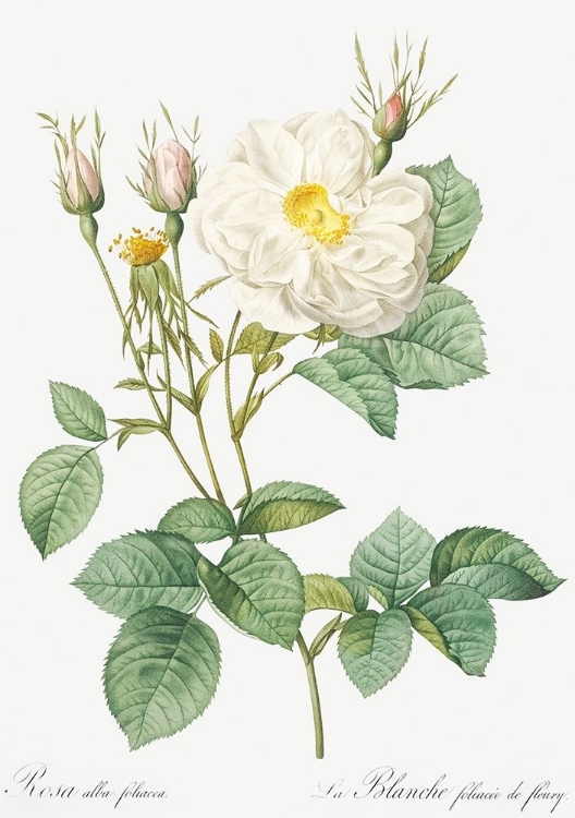 Picture of ROSA ALBA, WHITE LEAF OF FLEURY, ROSA ALBA FOLIACEA