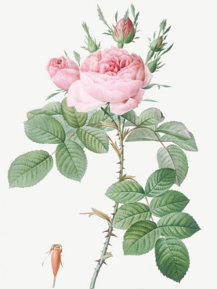 Picture of ROSA BIFERA OFFICINALIS, ROSE OF PERFUME