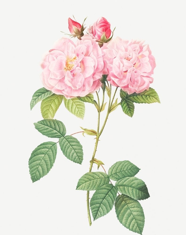 Picture of ITALIAN DAMASK ROSE, FOUR SEASONS OF ITALY, ROSA DAMASCENA ITALICA