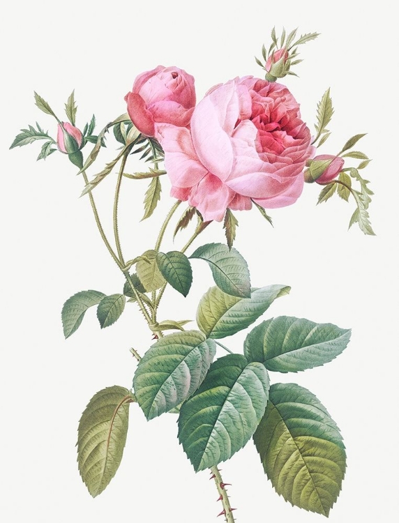 Picture of ROSE DE MAI, ROSA CENTIFOLIA FOLIACEA