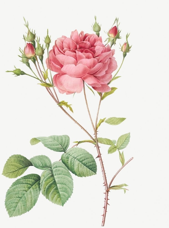 Picture of CUMBERLAND ROSE, ROSA CENTIFOLIA ANGLICA RUBRA