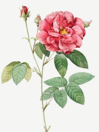 Picture of FRENCH ROSE, ORDINARY PROVINS ROSEBUSH, ROSA GALLUCA OFFUENALIS