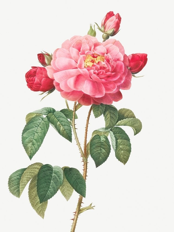 Picture of GALLIC ROSE, DUCHESS OF ORLEANS, ROSA GALLICA AURELIANENSIS