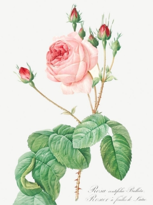 Picture of CABBAGE ROSE, ROSEBUSH WITH LETTUCE LEAVES, ROSA CENTIFOLIA BULLATA