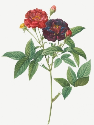 Picture of ROSE OF VAN EEDEN, ROSA GALLICA PURPUREA VELUTINA, PARVA