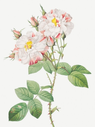 Picture of DAMASK ROSE, YORK AND LANCASTER ROSE, ROSA DAMASCENA VARIEGATA