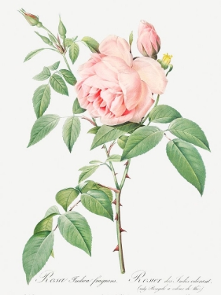 Picture of ROSA INDICA FRAGRANS, FRAGRANT ROSEBUSH