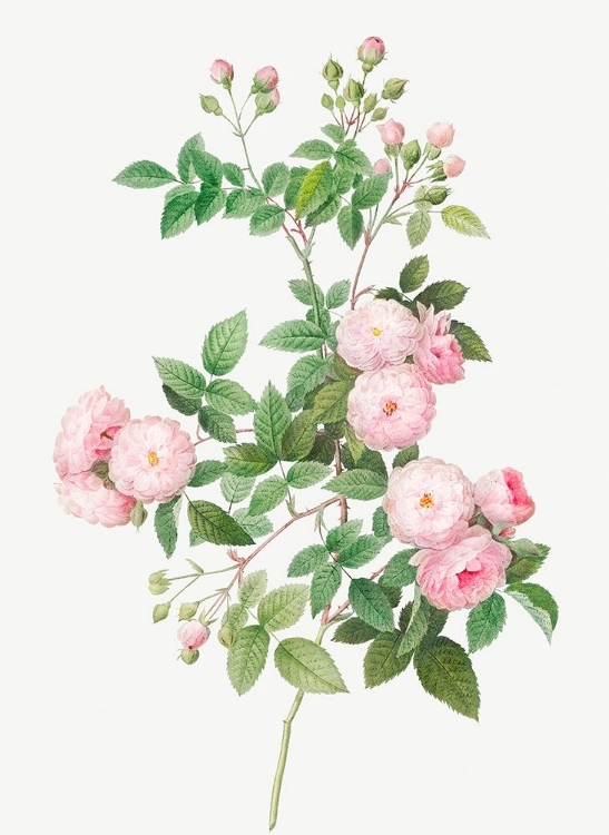 Picture of FLESH PINK MULTIFLORA, ROSA MULTIFLORA CARNEA