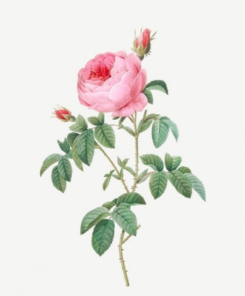 Picture of BURGUNDY CABBAGE ROSE, THE HUNDRED-LEAVES OF BORDEAUX, ROSA CENTIFOLIA URGUNDIACA