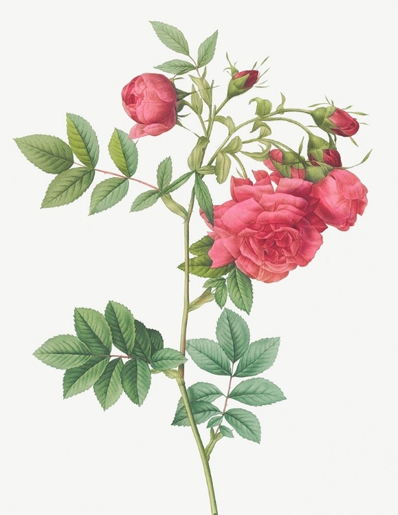 Picture of TURNIP ROSES, ROSA RAPA