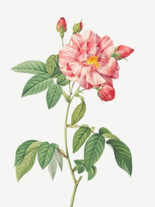 Picture of ROSA MUNDI, FRENCH ROSEBUSH WITH VARIGATED FLOWERS, ROSA GALLICA VERSICOLOR