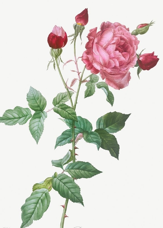 Picture of PROVENCE ROSE, ROSA INDICA