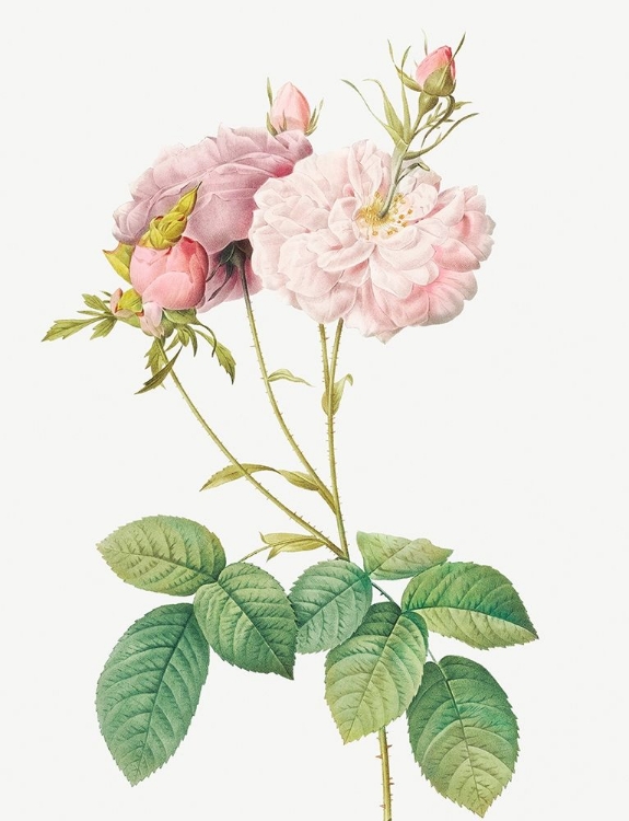 Picture of CELSIANA DAMASK ROSE, ROSA DAMASCENA CELSIANA