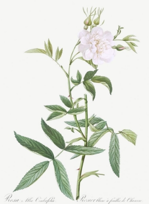 Picture of ROSA ALBA CIMBOEFOLIA , WHITE ROSE WITH HEMP LEAVES