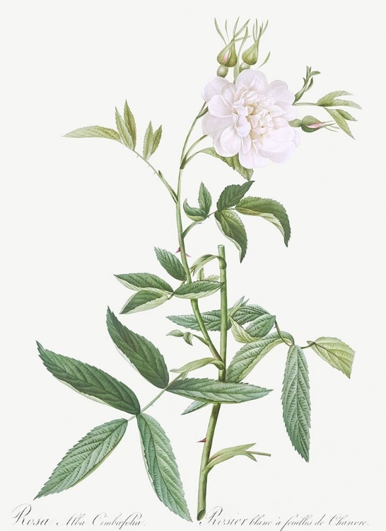 Picture of ROSA ALBA CIMBOEFOLIA , WHITE ROSE WITH HEMP LEAVES