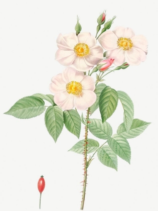 Picture of DAMASK ROSE, ROSEWOOD ROSE PETAL, ROSA DAMASCENA