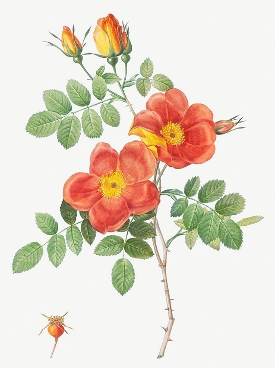 Picture of AUSTRIAN COPPER ROSE, ROSA EGLANTERIA VAR. PUNICEA