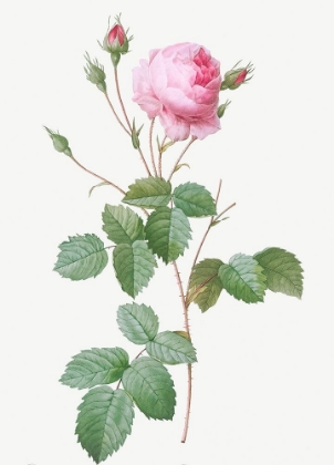 Picture of CRENATE LEAVED CABBAGE ROSE, ROSA CENTIFOLIA CRENATA