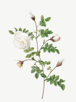 Picture of SILVER FLOWERED HISPID ROSE, ROSA HISPIDA ARGENTEA