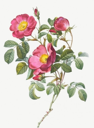 Picture of ROSE OF LOVE, ROSA PUMILA