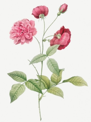 Picture of CHINA ROSE, BENGAL ANIMATING, ROSA INDICA DICHOTOMA